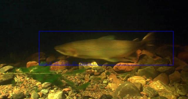 A salmon is detected in footage from underwater cameras in the River Ness.