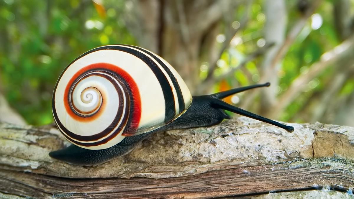 Cuban painted snail in “Life in Color with David Attenborough.” Cr: BBC/Netflix