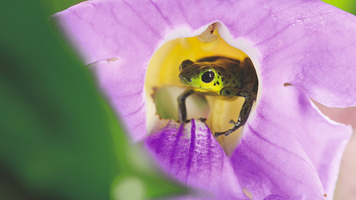 Poison dart frog in “Life in Color with David Attenborough.” Cr: BBC/Netflix