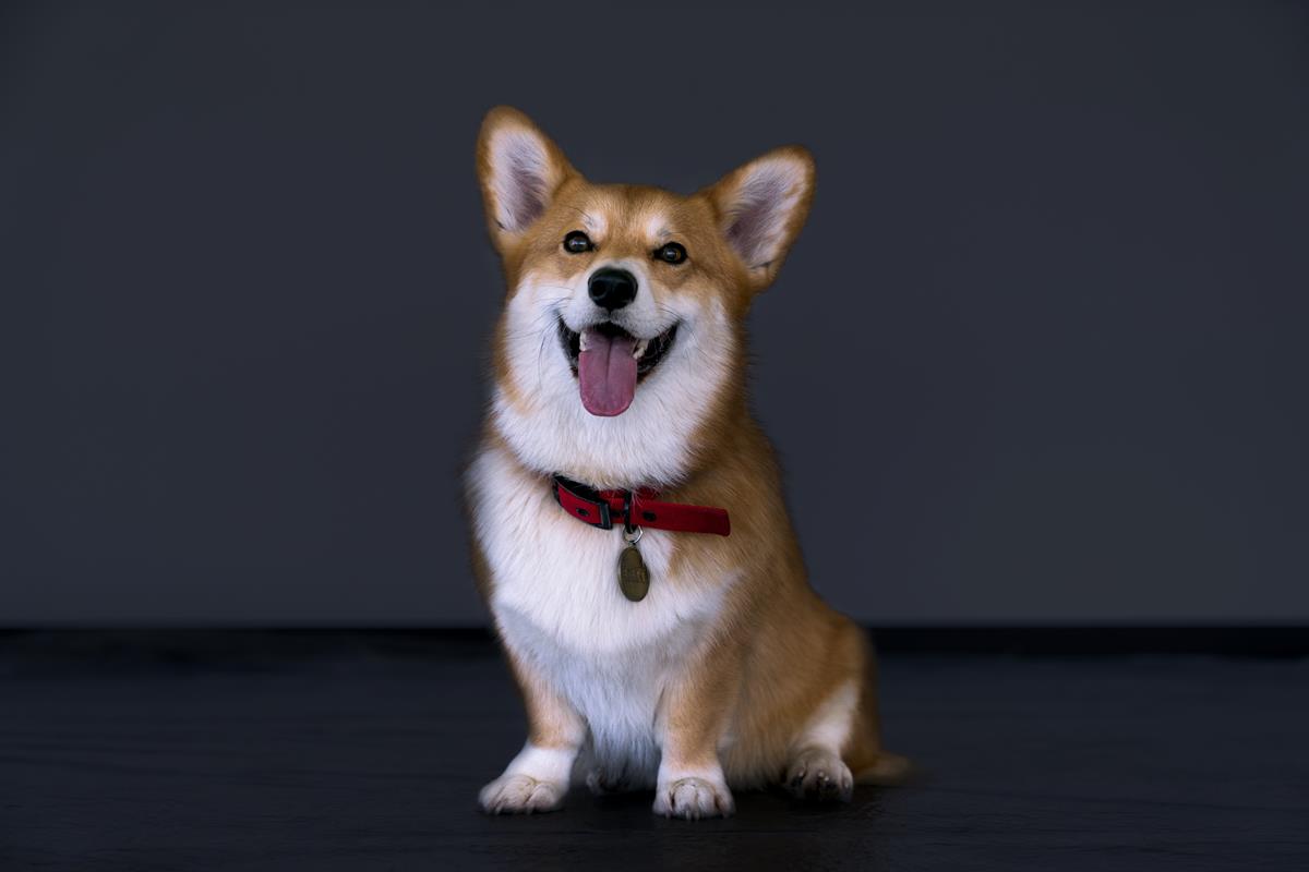 Pembroke Welsh corgi as Ein on the set of “Cowboy Bebop.” Cr: Netflix