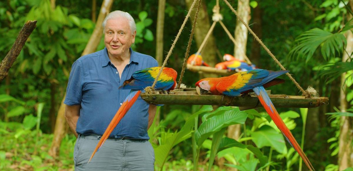 David Attenborough in the series “Life in Color with David Attenborough.” Cr: Netflix