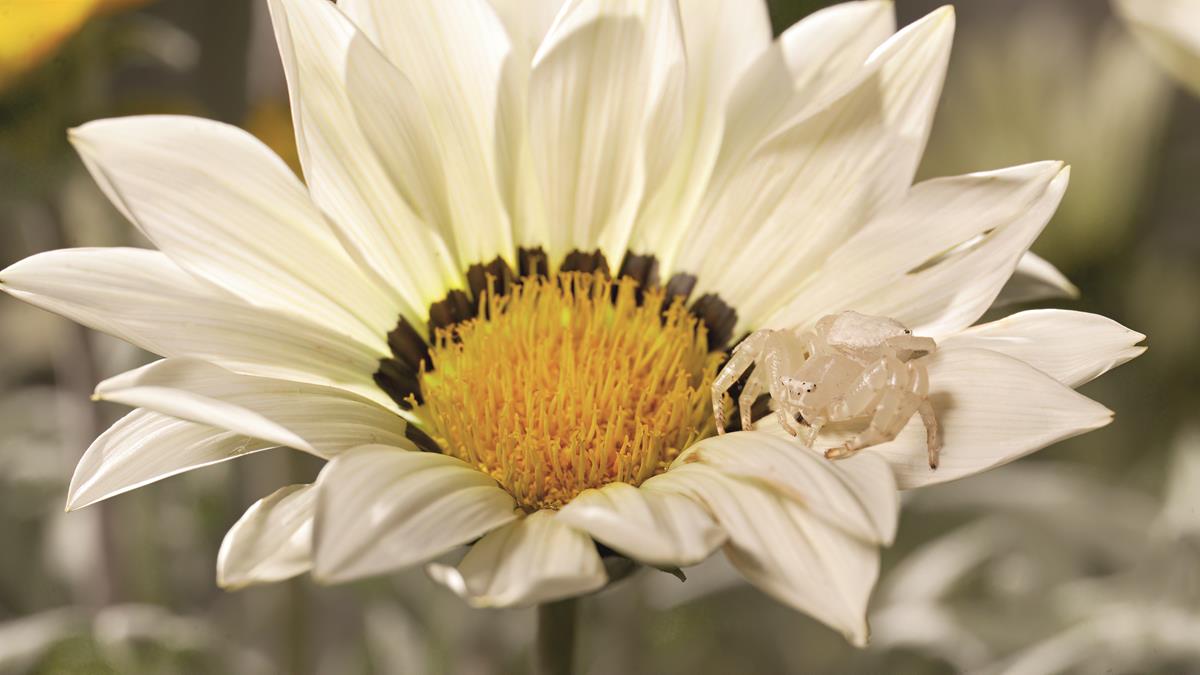 Crab Spider in the series “Life in Color with David Attenborough.” Cr: Netflix