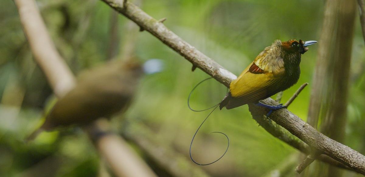 Magnificent Bird of Paradise in the series “Life in Color with David Attenborough.” Cr: Netflix