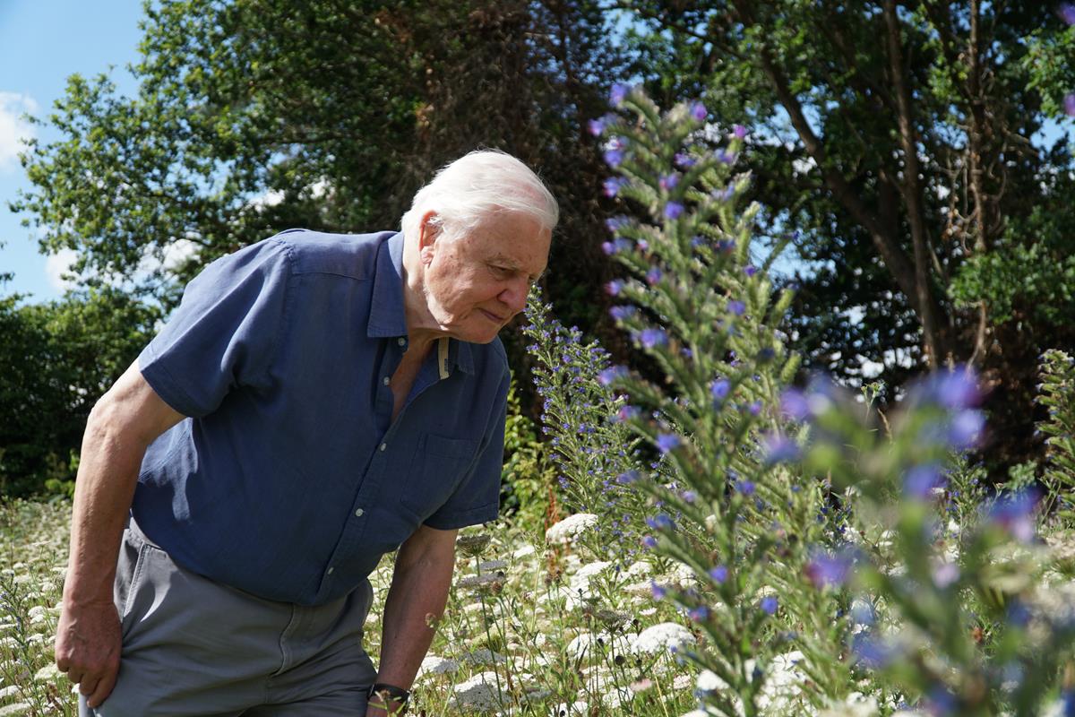 David Attenborough in the series “Life in Color with David Attenborough.” Cr: Netflix